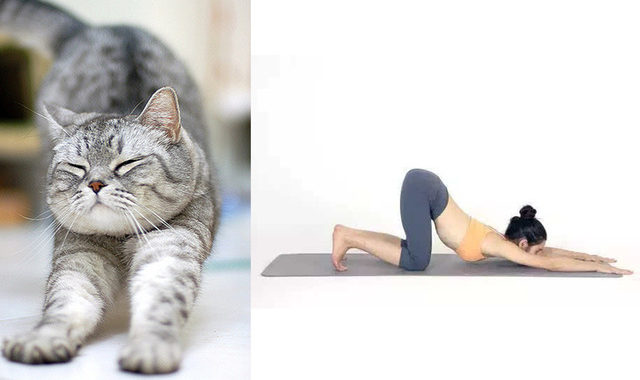 貓伸懶腰減肥法